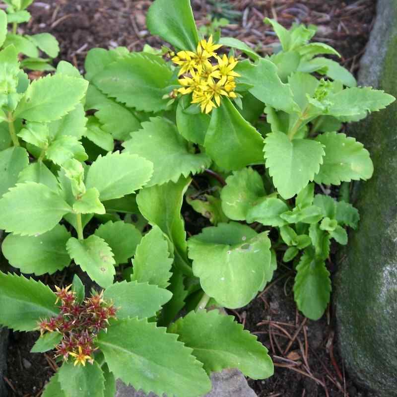 Sedum aizoon – Bergknapp