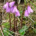 Soldanella montana