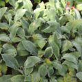 Stachys byzanthina Silver Carpet