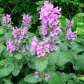 Stachys grandiflora