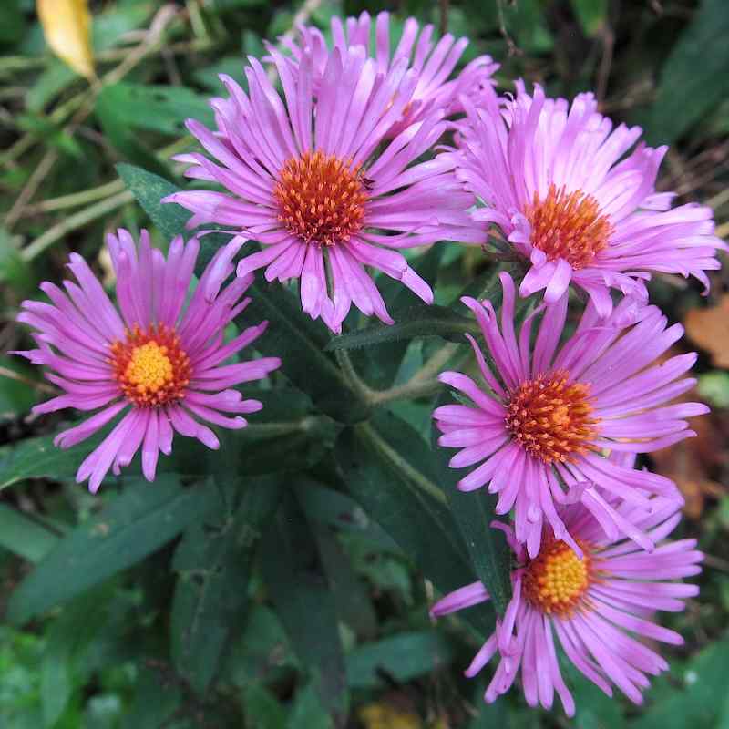 Symphyotrichum novae angliae