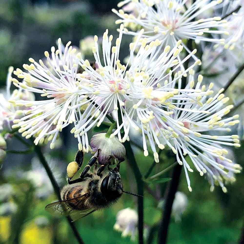 Thalictrum Nimbus White'