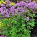 Thalictrum Black Stockings