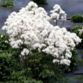 Thalictrum Nimbus White'