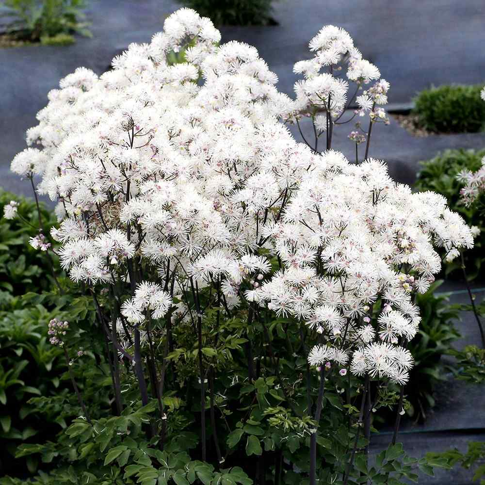 Thalictrum aquilegifolium ‘Nimbus White’ – Akeleiefrøstjerne