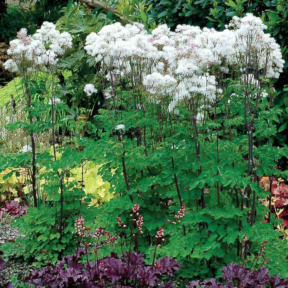 Thalictrum Nimbus White'