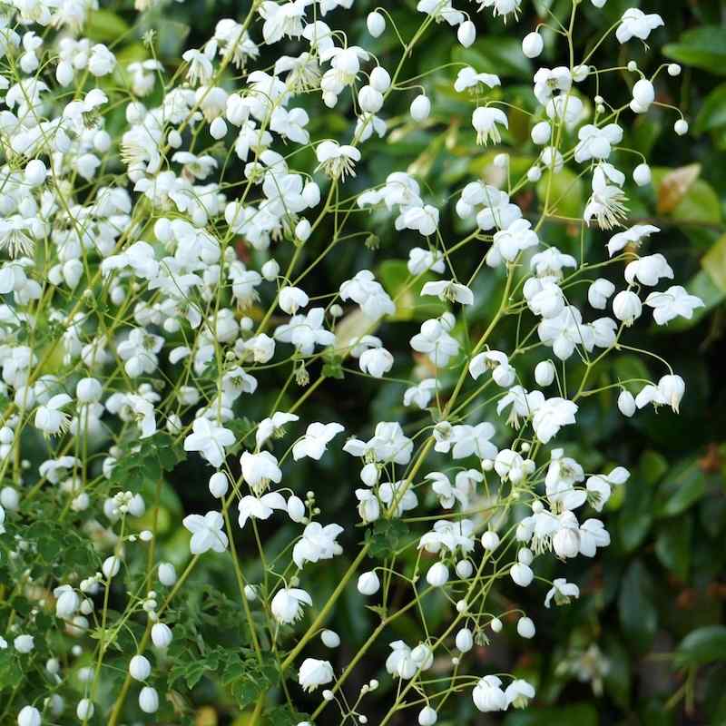 Thalictrum delavayi ‘Splendide White’ – Vingefrøstjerne