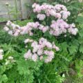 Thalictrum aquilegifolium