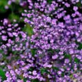 Thalictrum delavayi Hewitts' Double