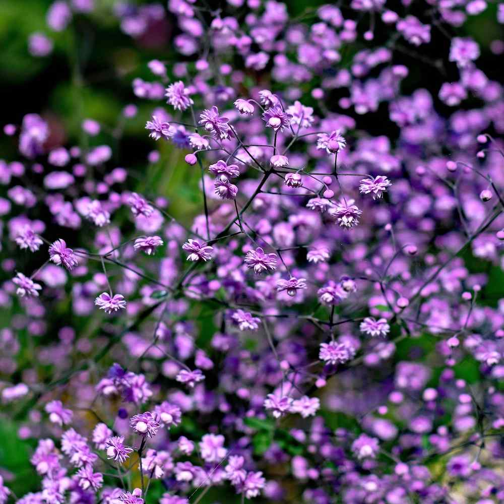 Thalictrum delavayi ‘Hewitt’s Double’ – Vingefrøstjerne