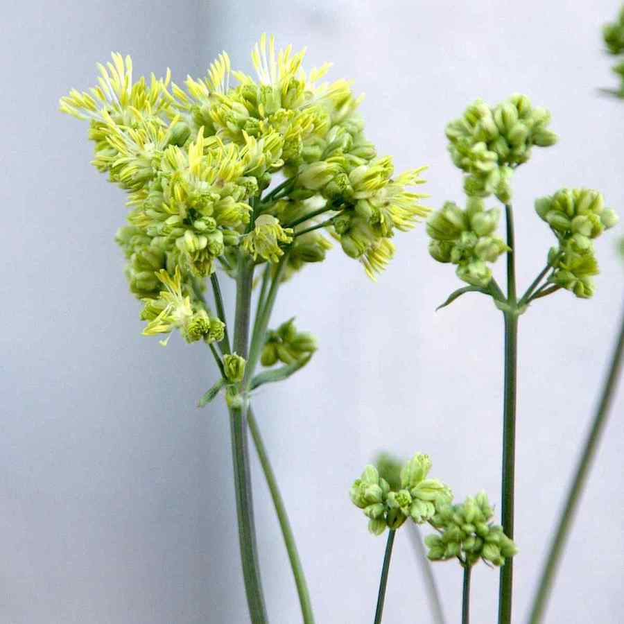 Thalictrum flavum ssp glaucum – Frøstjerne