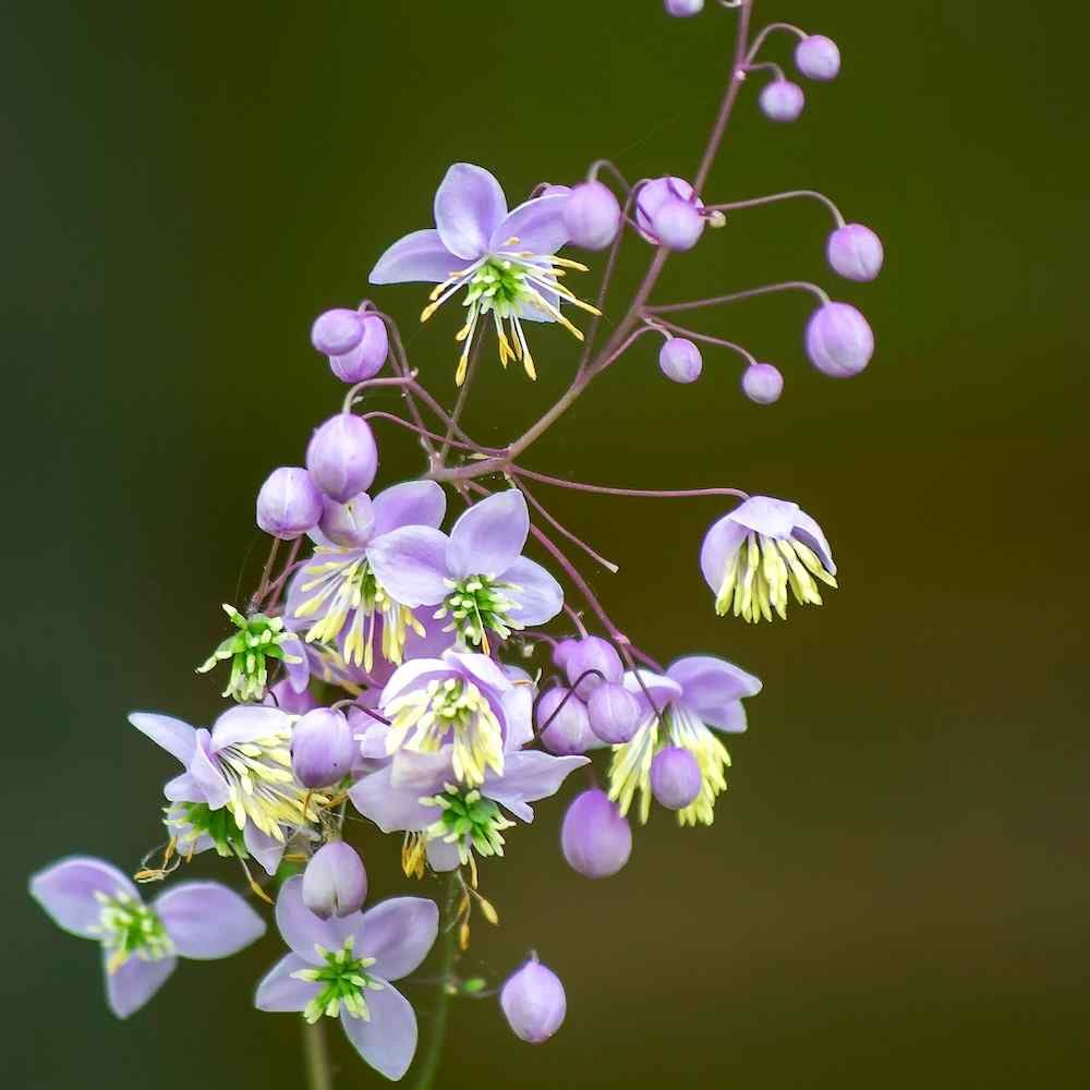 Thalictrum rochebrunianum