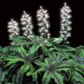 Tiarella Iron Butterfly