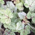 Tiarella Mystic Mist