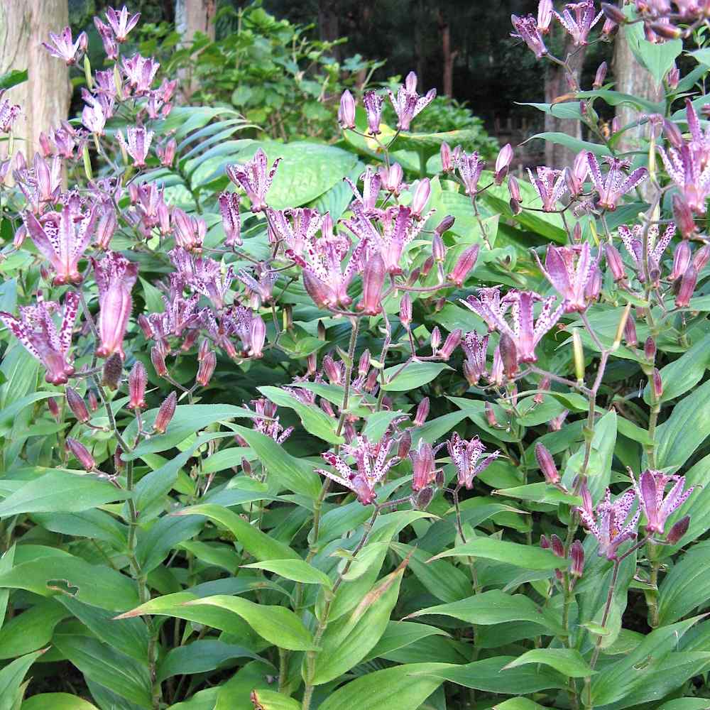 Tricyrtis Sinonome