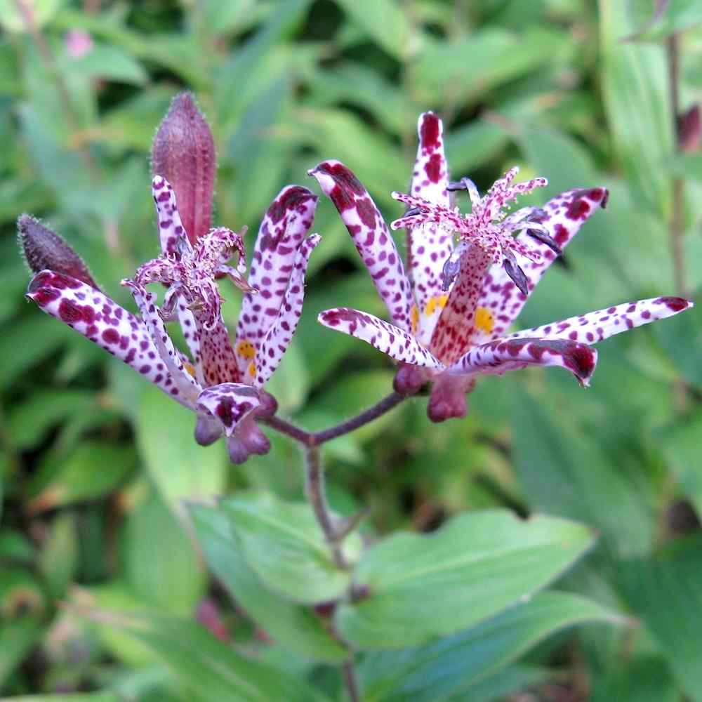 Tricyrtis ‘Sinonome’ – Skyggelilje