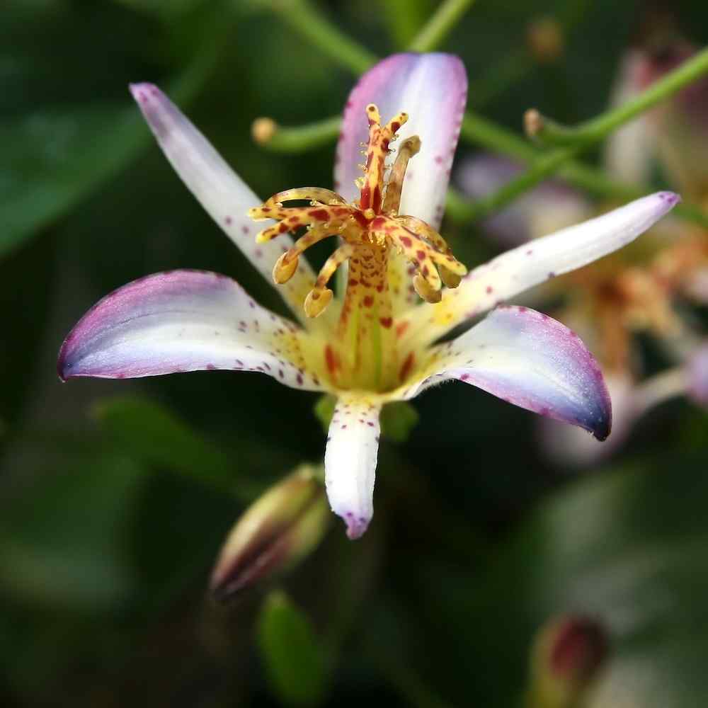 Tricyrtis Taipei Silk