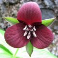 Trillium cuneatum