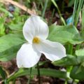 Trillium grandiflorum