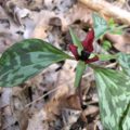 Trillium recurvatum