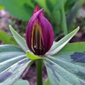 Trillium sessile