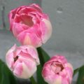 Tulipa Angelique - Double Late