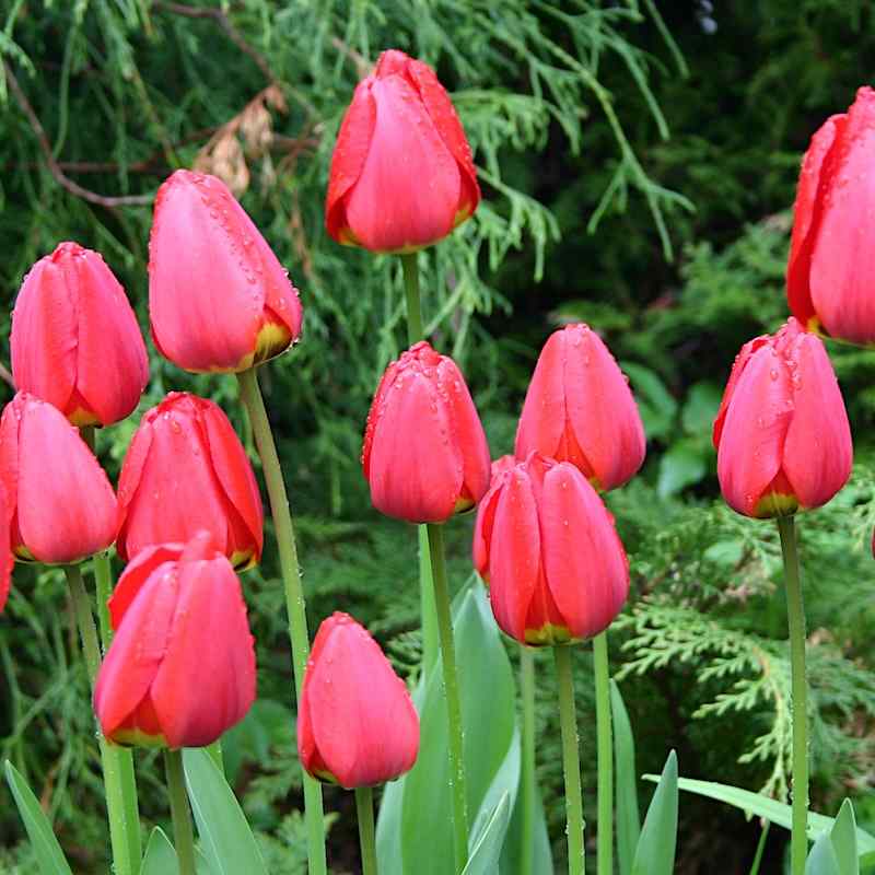 Tulipa Apeldoorn - Darwin