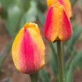 Tulipa Apeldoorn's_Elite - Darwin