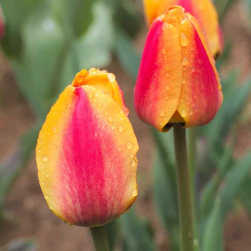 Tulipa Apeldoorn's_Elite - Darwin