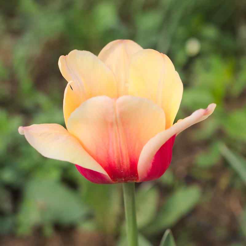 Tulipa Apricot_Beauty - Single Early
