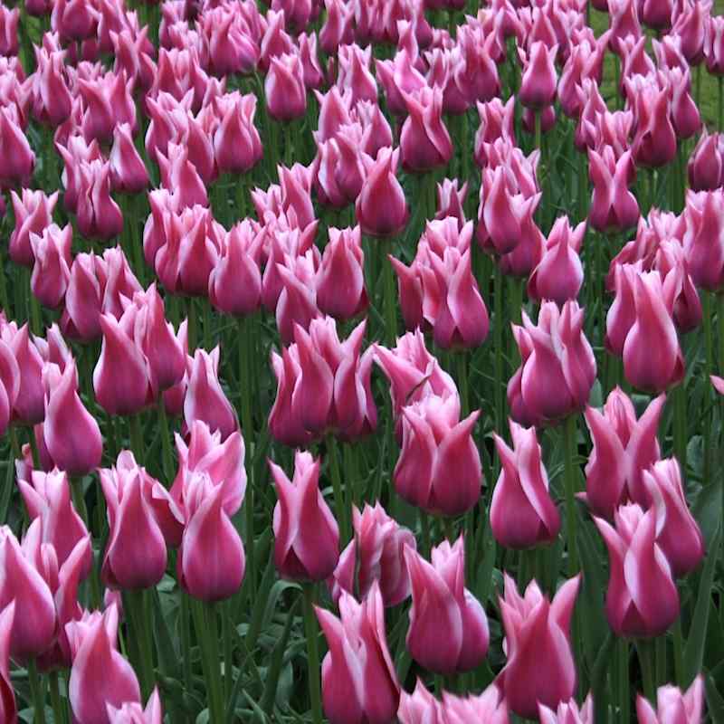 Tulipa Ballade - Lily