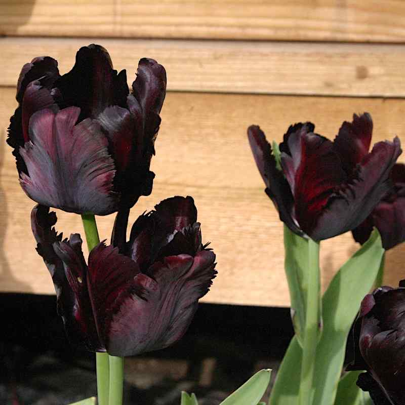 Tulipa Black Parrot - Parrot
