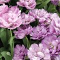 Tulipa Blue_Diamond - Double Late