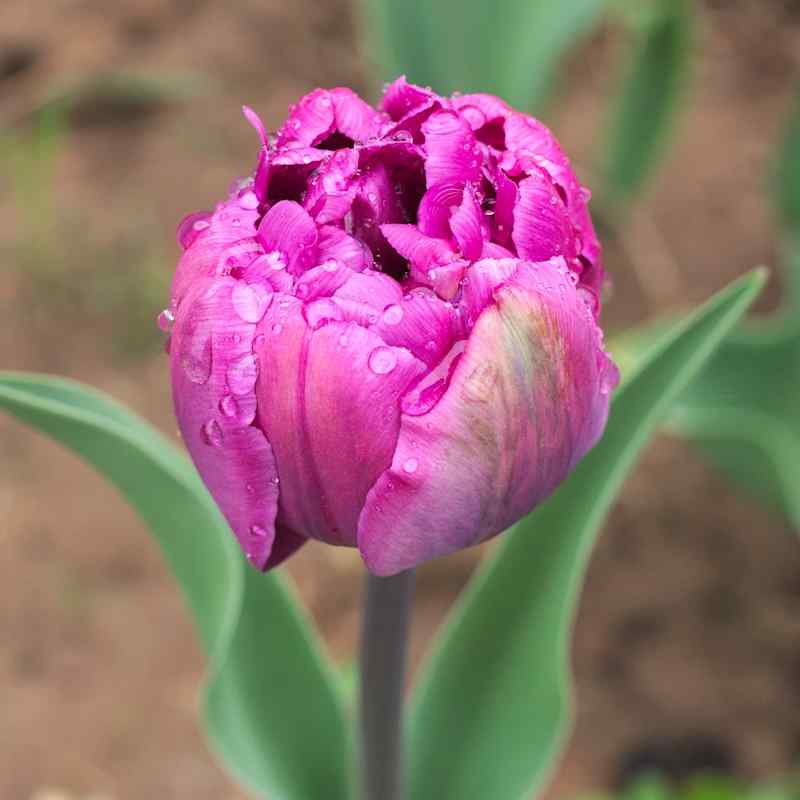 Tulipa Blue_Diamond - Double Late