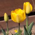 Tulipa Blushing_Apeldoorn' - Darwin