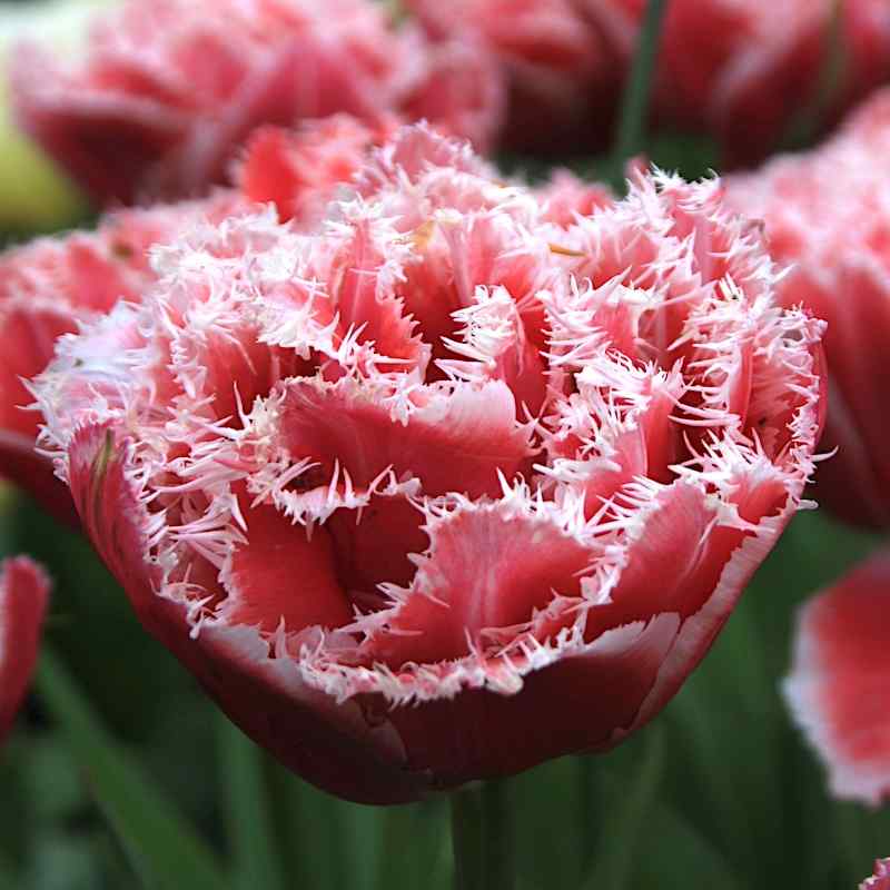 Tulipa Brest - Fringed