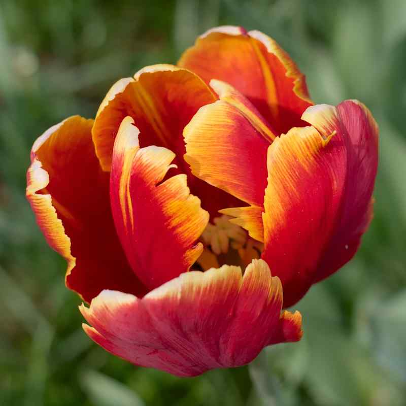 Tulipa Bright_Parrot - Parrot