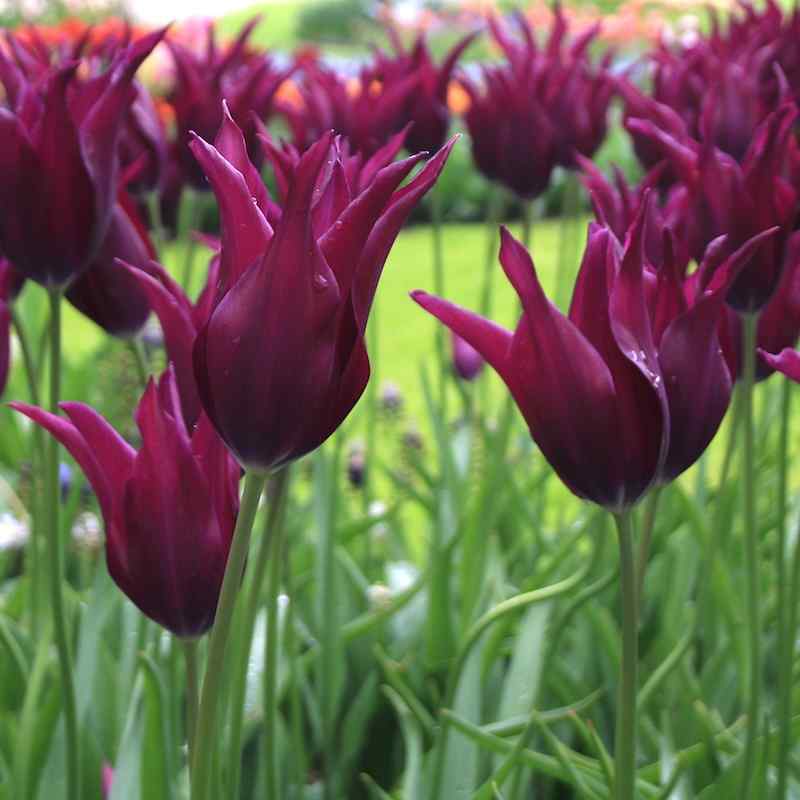 Tulipa Burgundy - Lily