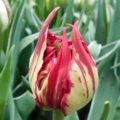 Tulipa Carnaval_de_Nice - Double Late