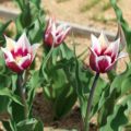 Tulipa Claudia - Lily