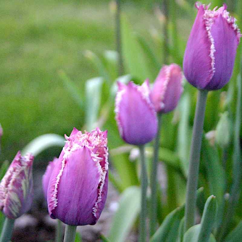 Tulipa Cummins - Fringed