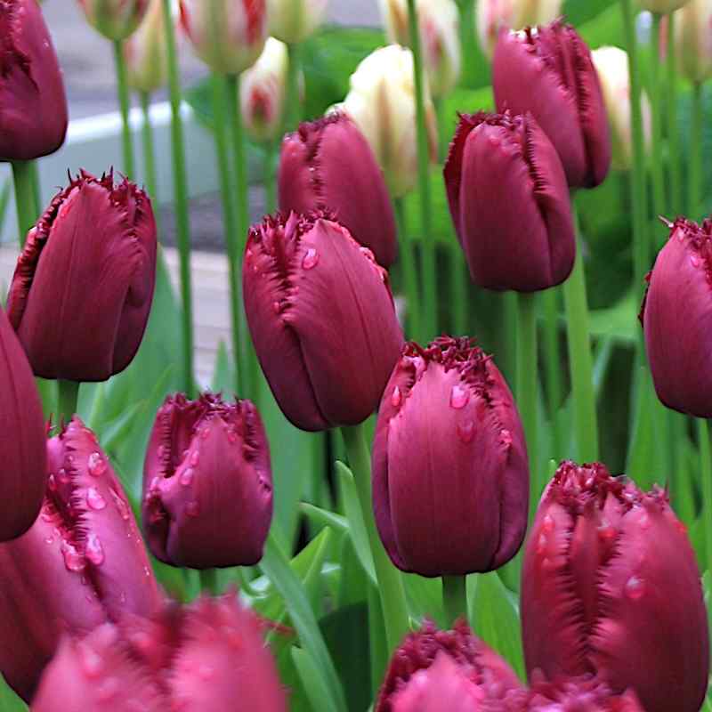 Tulipa Curly Sue - Fringed