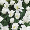 Tulipa Daytona - Fringed