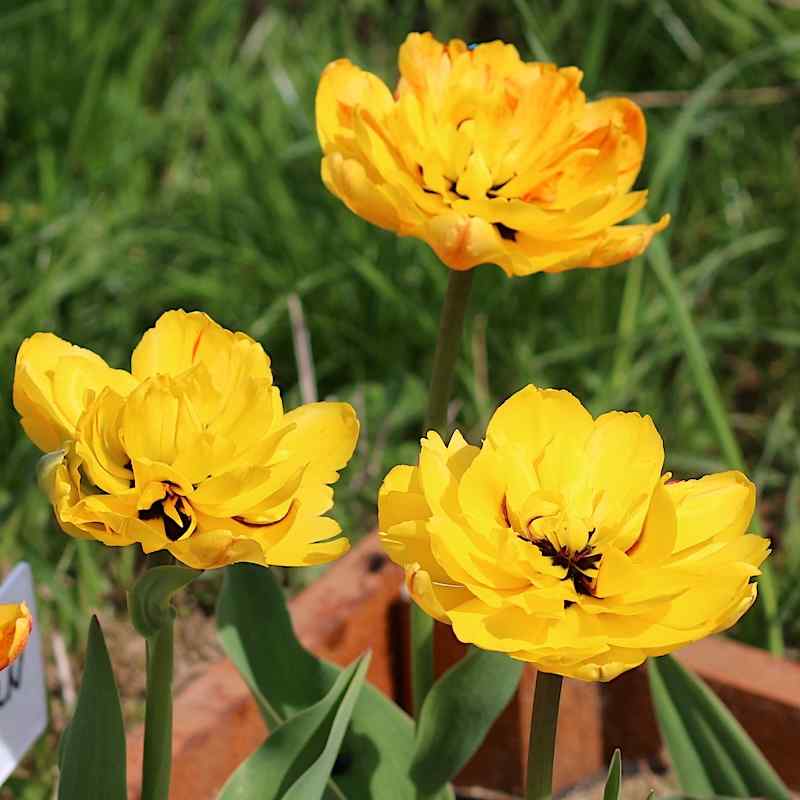 Tulipa Double_Beauty_of_Apeldoorn - Darwin