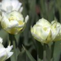 Tulipa Exotic Emperor - Fosteriana