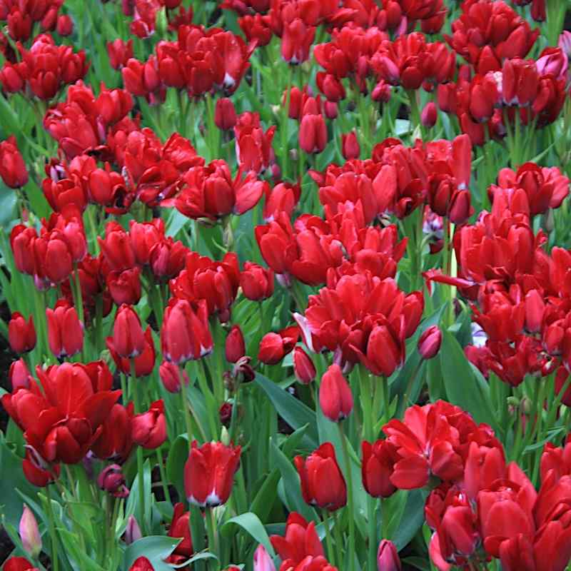 Tulipa Fiery Club