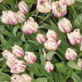 Tulipa Flaming Flag - Triumph