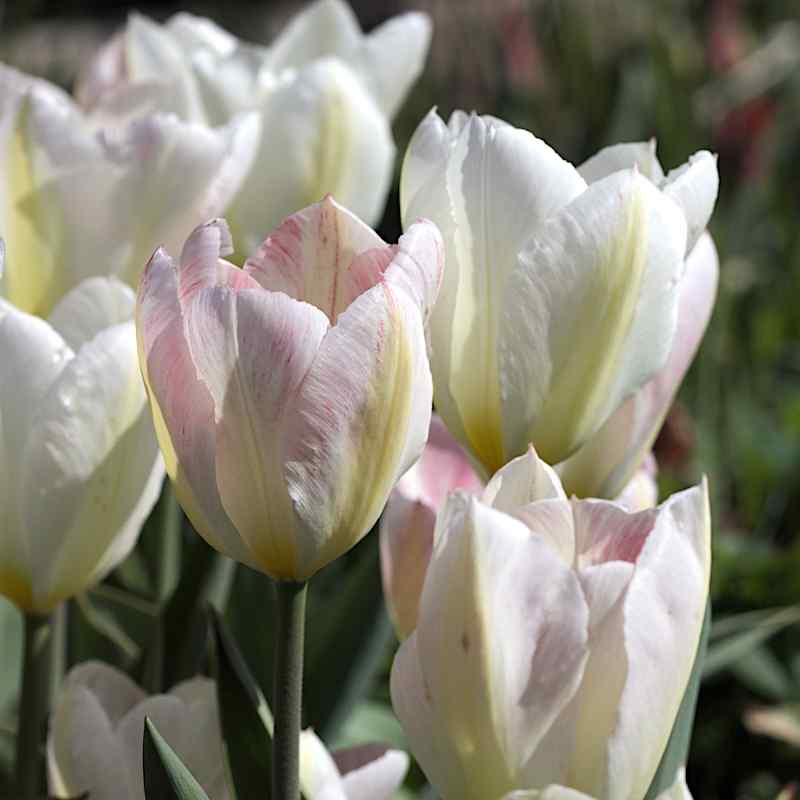 Tulipa Flaming Purissima - Fostriana