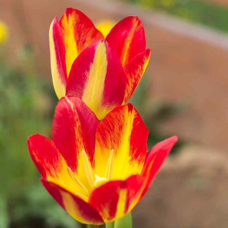 Tulipa Floriette - Singe Late