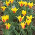 Tulipa Giuseppe Verdi - Kaufmanniana